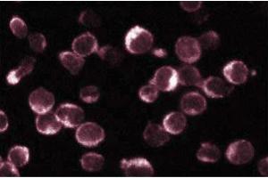 Immunofluorescence staining of Jurkat cells (Human T-cell leukemia, ATCC TIB-152).