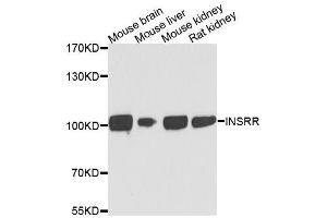 Western blot analysis of extracts of various cell lines, using INSRR antibody. (INSRR anticorps  (AA 747-921))