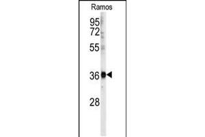 Western blot analysis of anti- in Ramos cell line lysates (35ug/lane).