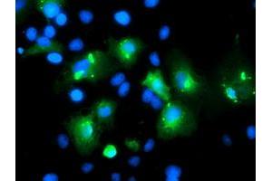 Immunofluorescence (IF) image for anti-Myeloid Leukemia Factor 1 (MLF1) antibody (ABIN1499494) (MLF1 anticorps)