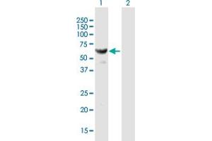Western Blot analysis of HARS expression in transfected 293T cell line by HARS MaxPab polyclonal antibody. (HARS1/Jo-1 anticorps  (AA 1-509))
