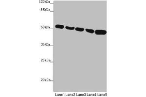Western blot All lanes: SUCLA2 antibody at 1. (SUCLA2 anticorps  (AA 1-180))
