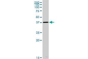 ACOT7 MaxPab polyclonal antibody.