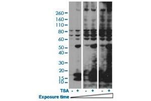 Western blot analysis of HeLa cells nontreated or treated with 400 nM Trichostatin A (TSA) using Acetylated-Lysine monoclonal antibody, clone RM101  at 1:2000 dilution. (Acetylated Lysine anticorps  (acetylated))