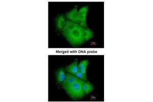 ICC/IF Image Immunofluorescence analysis of paraformaldehyde-fixed A549, using PSAT1, antibody at 1:200 dilution.