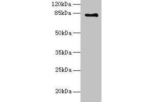 Western blot All lanes: LCA5 antibody at 18 μg/mL + Mouse kidney tissue Secondary Goat polyclonal to rabbit IgG at 1/10000 dilution Predicted band size: 81 kDa Observed band size: 81 kDa (LCA5 anticorps  (AA 101-400))