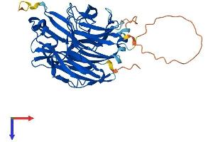 AlphaFold protein structure predicition of Human Recombinant NEU3 Protein, UniprotID Q9UQ49