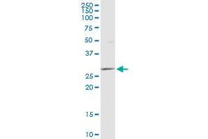 DCI MaxPab polyclonal antibody.