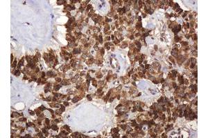 Image no. 5 for anti-B and T Lymphocyte Associated (BTLA) antibody (ABIN1496983) (BTLA anticorps)