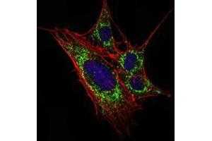 Immunofluorescence analysis of 3T3-L1 cells using KLHL11 mouse mAb (green). (KLHL11 anticorps)