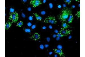 Anti-AK4 mouse monoclonal antibody (ABIN2454570) immunofluorescent staining of COS7 cells transiently transfected by pCMV6-ENTRY AK4 (RC220572). (AK4 anticorps)