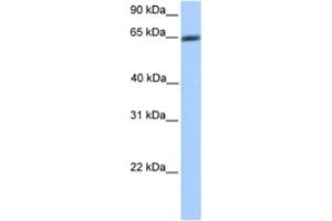 Western Blotting (WB) image for anti-Zinc Finger Protein 449 (ZNF449) antibody (ABIN2460629) (ZNF449 anticorps)