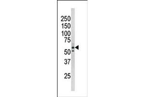 Image no. 1 for anti-RAD9 Homolog A (S. Pombe) (RAD9A) (pSer277) antibody (ABIN358201) (RAD9A anticorps  (pSer277))