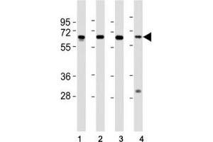 Western blot testing of HDAC1 antibody at 1:2000 dilution. (HDAC1 anticorps  (AA 449-482))