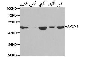 Western blot analysis of extracts of various cell lines, using AP2M1 antibody. (AP2M1 anticorps  (AA 134-433))