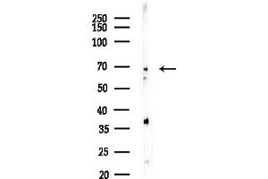 anti-Adenosylhomocysteinase-Like 1 (AHCYL1) (N-Term) antibody
