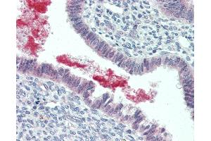 Anti-GRN / Granulin antibody IHC of human uterus.