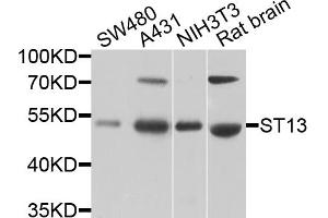 Western blot analysis of extracts of various cell lines, using ST13 antibody. (HSC70 Interacting Protein HIP anticorps)