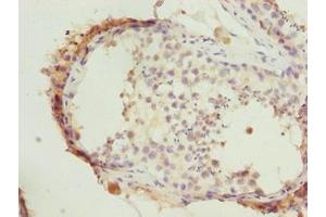 Immunohistochemistry of paraffin-embedded human testis tissue using ABIN7164431 at dilution of 1:100 (HERC6 anticorps  (AA 764-1022))