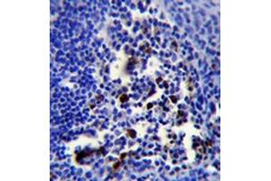 Immunohistochemistry analysis in formalin fixed and paraffin embedded human tonsil tissue followed by peroxidase conjugation of the secondary antibody and DAB staining.