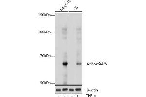 Western blot analysis of extracts of various cell lines, using Phospho-IKKγ-S376 antibody (ABIN7267877) at 1:1000 dilution. (IKBKG anticorps  (pSer376))