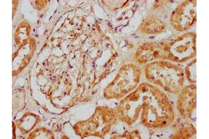 IHC image of ABIN7146821 diluted at 1:200 and staining in paraffin-embedded human kidney tissue performed on a Leica BondTM system.
