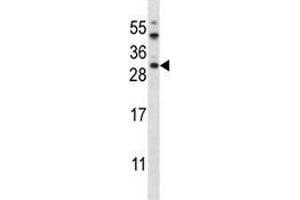 AKT1S1 antibody western blot analysis in HeLa lysate