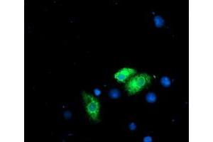 Immunofluorescence (IF) image for anti-Ribophorin 1 (RPN1) antibody (ABIN1500748) (RPN1 anticorps)
