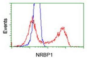 Image no. 5 for anti-Nuclear Receptor Binding Protein 1 (NRBP1) antibody (ABIN1499822)