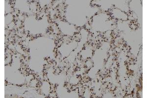 ABIN6276381 at 1/100 staining Rat lung tissue by IHC-P. (PEBP1 anticorps  (C-Term))