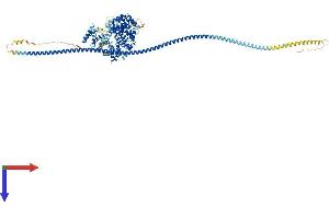 AlphaFold protein structure predicition of Human Recombinant CIP2A Protein, UniprotID Q8TCG1