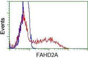Flow Cytometry (FACS) image for anti-Fumarylacetoacetate Hydrolase Domain Containing 2A (FAHD2A) antibody (ABIN1498183) (FAHD2A anticorps)