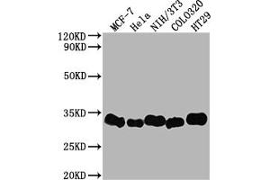 Western Blot Positive WB detected in: MCF-7 whole cell lysate, Hela whole cell lysate, NIH/3T3 whole cell lysate, Colo320 whole cell lysate, HT29 whole cell lysate All lanes: Galectin 3 antibody at 1:2000 Secondary Goat polyclonal to rabbit IgG at 1/50000 dilution Predicted band size: 27 kDa Observed band size: 31 kDa (Recombinant Galectin 3 anticorps)