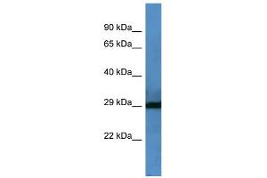 WB Suggested Anti-F7 Antibody Titration: 0. (Factor VII anticorps  (Middle Region))