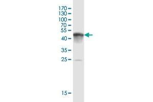 Western Blot detection against Immunogen (54.