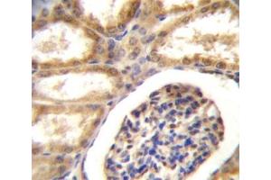DDR1 antibody immunohistochemistry analysis in formalin fixed and paraffin embedded human kidney tissue.