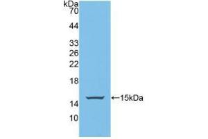 Figure. (PUMA anticorps  (AA 76-170))