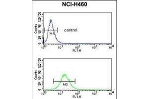 NEDD4 Antibody (C-term) (ABIN653889 and ABIN2843135) flow cytometric analysis of NCI- cells (bottom histogram) compared to a negative control cell (top histogram).