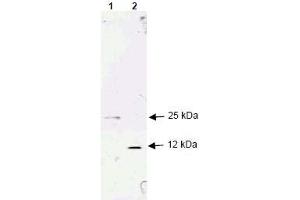 Image no. 1 for anti-Transforming Growth Factor, beta 1 (TGFB1) (AA 286-293), (N-Term) antibody (ABIN401249) (TGFB1 anticorps  (N-Term))