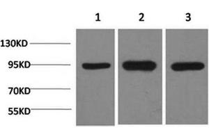 Western Blot analysis of 1) Hela, 2)Mouse brain, 3) Rat brain using HSP90 alpha Monoclonal Antibody at dilution of 1:2000. (HSP90AA2 anticorps)