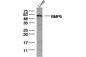 Lane 1: Mouse Liver lysates, probed with BMP9 Polyclonal Antibody, Unconjugated  at 1:300 overnight at 4˚C. (GDF2 anticorps  (AA 351-429))