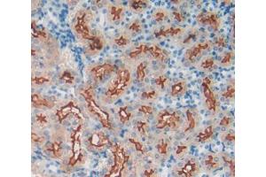 Used in DAB staining on fromalin fixed paraffin- embedded kidney tissue (MEP1A anticorps  (AA 219-463))
