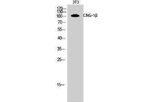Western Blotting (WB) image for anti-Cyclic Nucleotide Gated Channel beta 1 (CNGB1) (Internal Region) antibody (ABIN3174460) (GARP anticorps  (Internal Region))