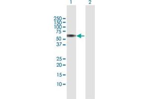 Western Blot analysis of CEP55 expression in transfected 293T cell line by CEP55 MaxPab polyclonal antibody.