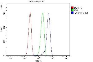 Flow Cytometry analysis of U87 cells using anti- TAB2 antibody (ABIN7600244). (TAB2 anticorps  (AA 169-522))