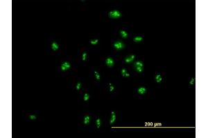 Immunofluorescence of purified MaxPab antibody to PAK1IP1 on HeLa cell. (PAK1IP1 anticorps  (AA 1-392))