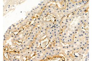ABIN6264523 and ABIN6279753 at 1/100 staining Mouse brain tissue by IHC-P.