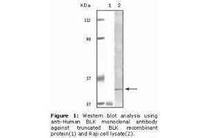 Image no. 2 for anti-B Lymphoid Tyrosine Kinase (BLK) antibody (ABIN232110) (BLK anticorps)