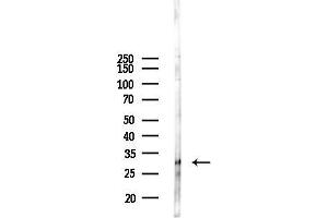 anti-Cell Growth Regulator with EF-Hand Domain 1 (CGREF1) (C-Term) antibody