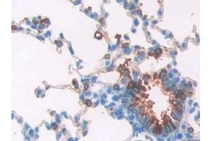 Detection of SPA2 in Rat Lung Tissue using Polyclonal Antibody to Surfactant Associated Protein A2 (SPA2)